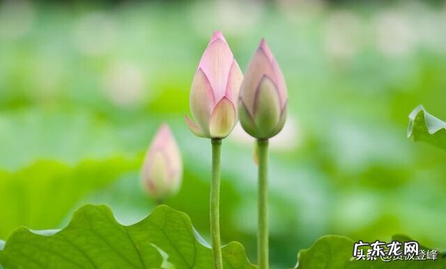 赞美荷花的最有名的诗 赞美荷花的诗句句