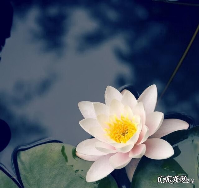 赞美荷花的最有名的诗 赞美荷花的诗句句