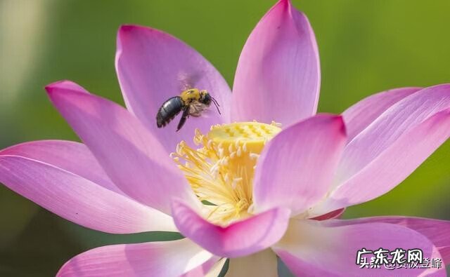 赞美荷花的最有名的诗 赞美荷花的诗句句