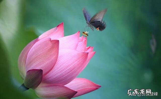 赞美荷花的最有名的诗 赞美荷花的诗句句