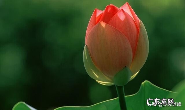 赞美荷花的最有名的诗 赞美荷花的诗句句