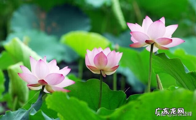 赞美荷花的最有名的诗 赞美荷花的诗句句