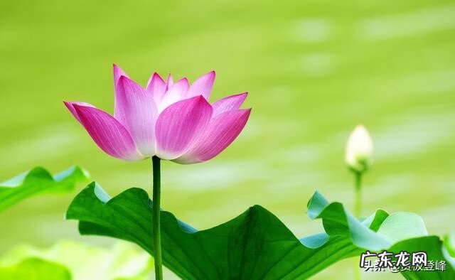 赞美荷花的最有名的诗 赞美荷花的诗句句