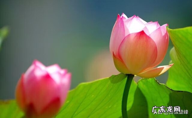 赞美荷花的最有名的诗 赞美荷花的诗句句