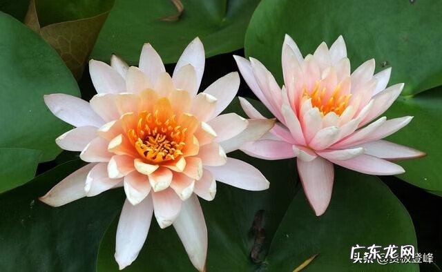 赞美荷花的最有名的诗 赞美荷花的诗句句