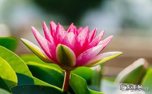 赞美荷花的最有名的诗 赞美荷花的诗句句