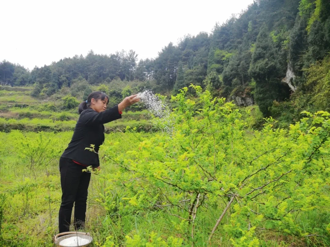 高粱在风水中的作用 院子里种高粱的风水
