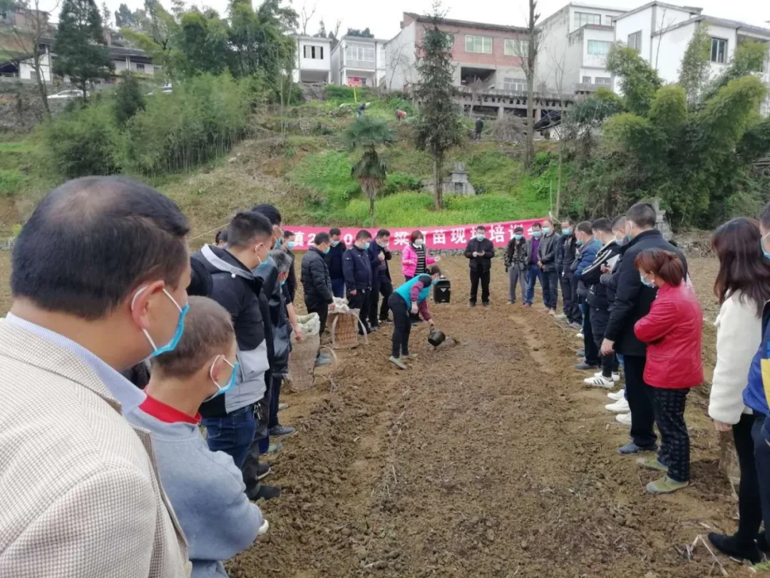 高粱在风水中的作用 院子里种高粱的风水