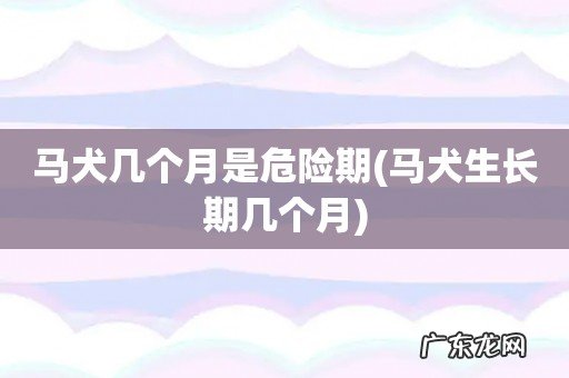 马犬生长期几个月 马犬几个月是危险期