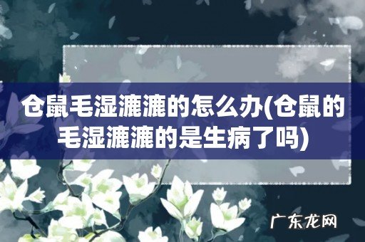 仓鼠的毛湿漉漉的是生病了吗 仓鼠毛湿漉漉的怎么办