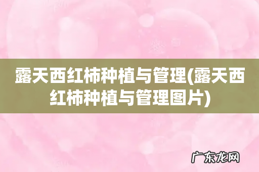 露天西红柿种植与管理图片 露天西红柿种植与管理
