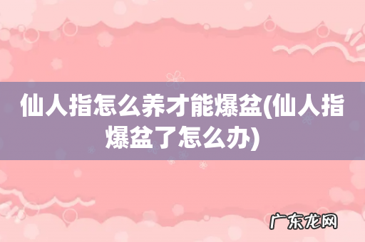 仙人指爆盆了怎么办 仙人指怎么养才能爆盆