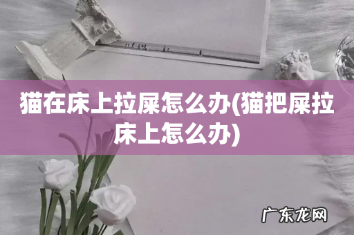 猫把屎拉床上怎么办 猫在床上拉屎怎么办