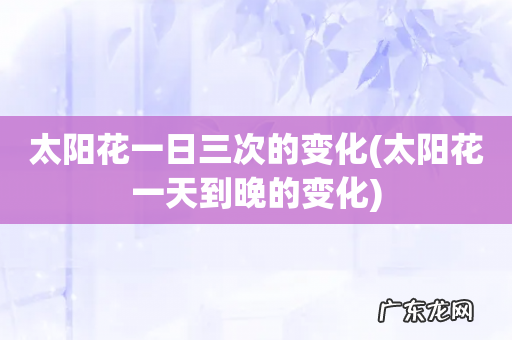 太阳花一天到晚的变化 太阳花一日三次的变化