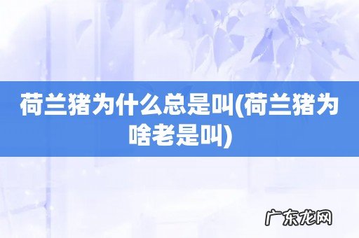 荷兰猪为啥老是叫 荷兰猪为什么总是叫