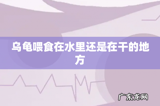 乌龟喂食在水里还是在干的地方