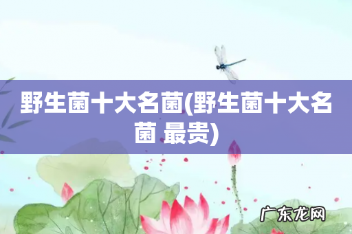 野生菌十大名菌 最贵 野生菌十大名菌