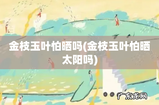 金枝玉叶怕晒太阳吗 金枝玉叶怕晒吗