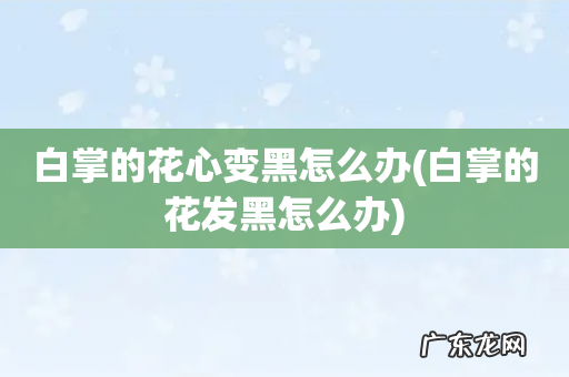 白掌的花发黑怎么办 白掌的花心变黑怎么办