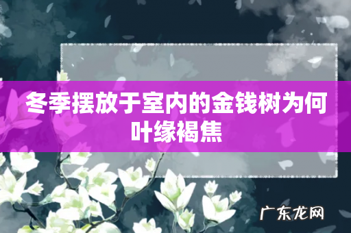 冬季摆放于室内的金钱树为何叶缘褐焦