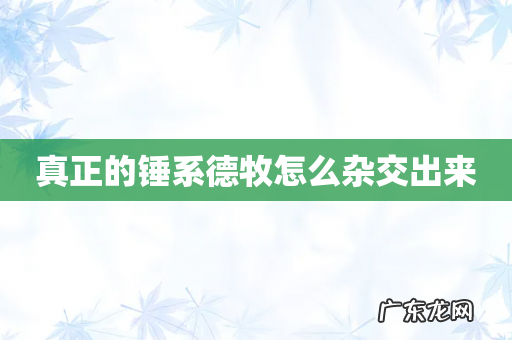 真正的锤系德牧怎么杂交出来