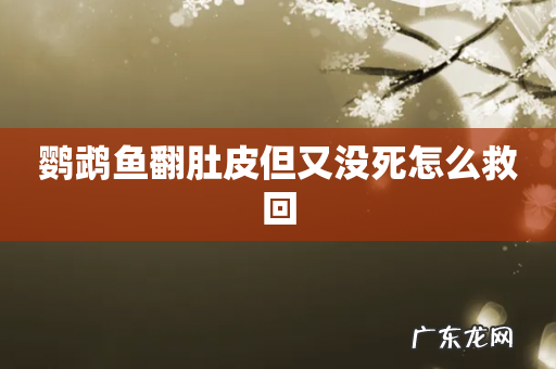 鹦鹉鱼翻肚皮但又没死怎么救回