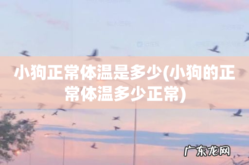 小狗的正常体温多少正常 小狗正常体温是多少