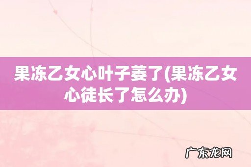 果冻乙女心徒长了怎么办 果冻乙女心叶子萎了