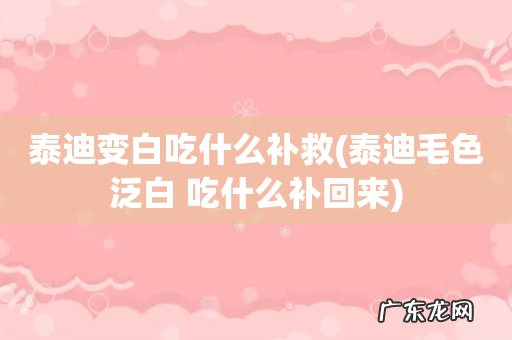 泰迪毛色泛白 吃什么补回来 泰迪变白吃什么补救