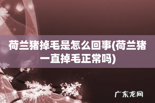 荷兰猪一直掉毛正常吗 荷兰猪掉毛是怎么回事