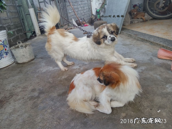 i字型房屋风水 带狗去看房子风水