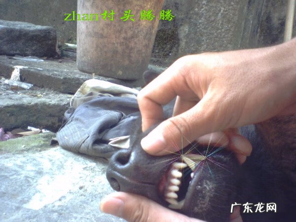 i字型房屋风水 带狗去看房子风水