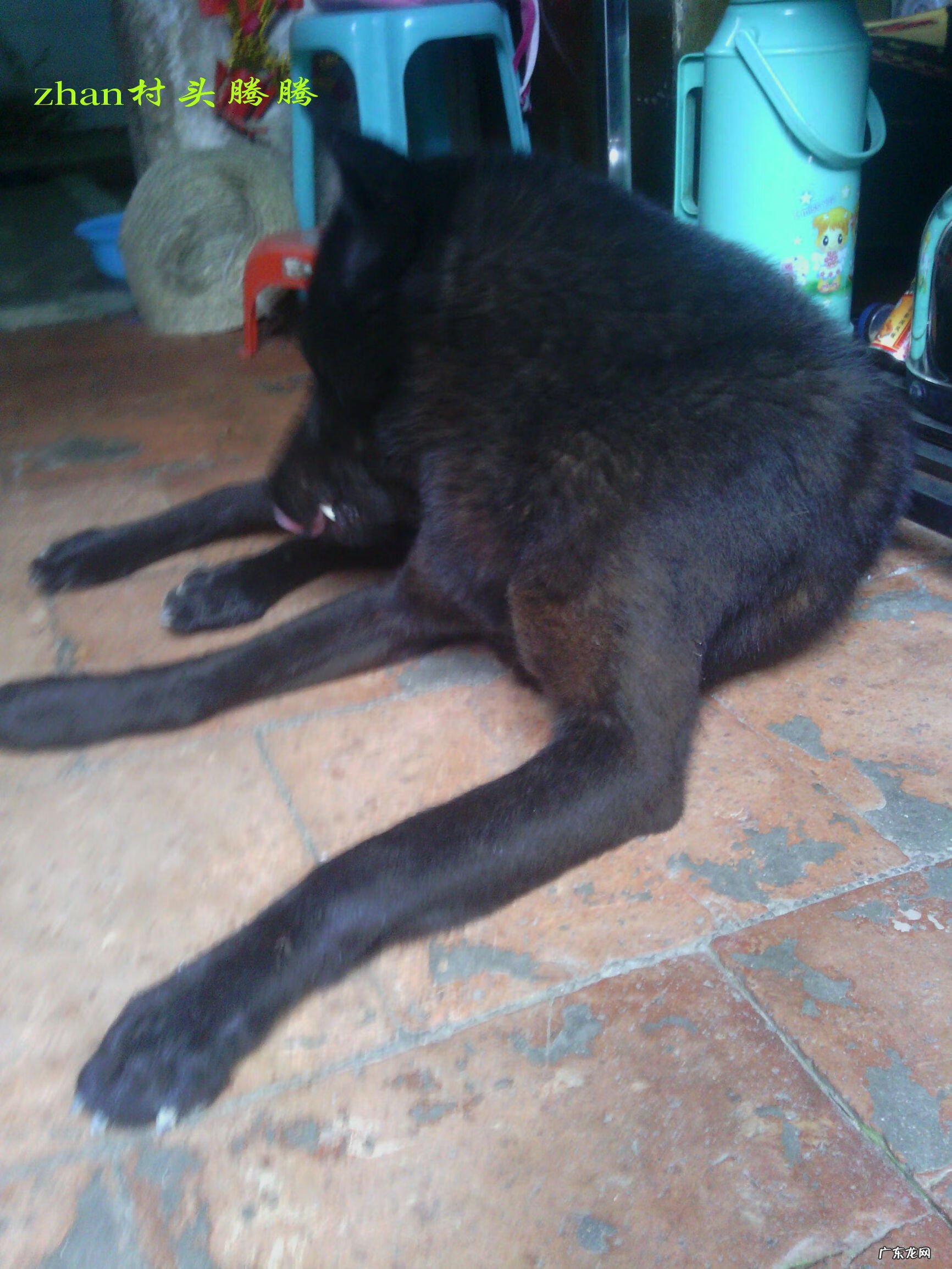 i字型房屋风水 带狗去看房子风水