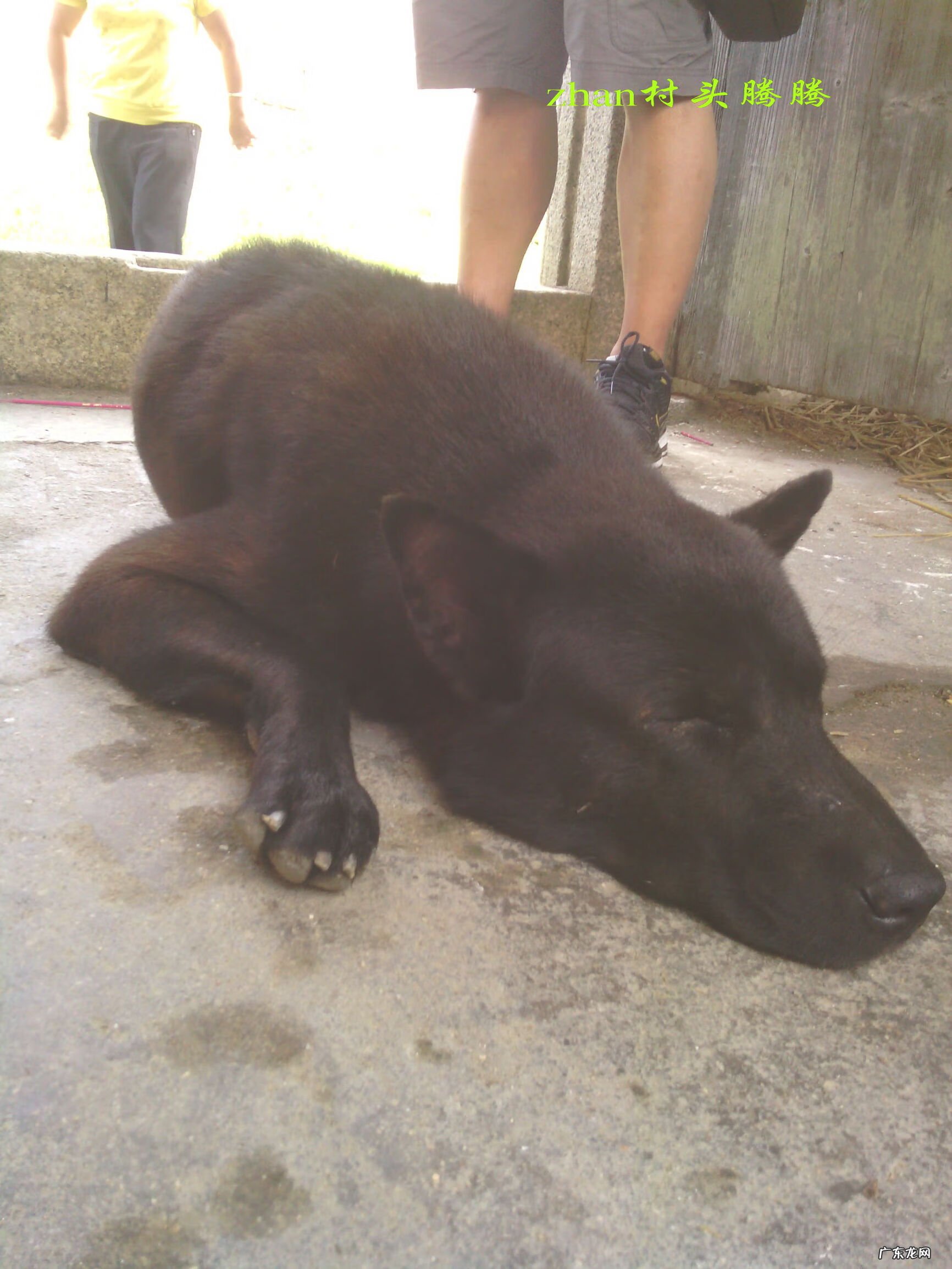 i字型房屋风水 带狗去看房子风水