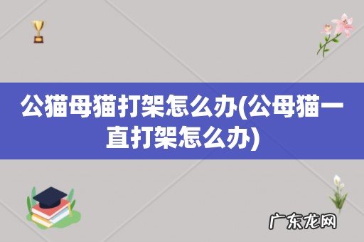公母猫一直打架怎么办 公猫母猫打架怎么办