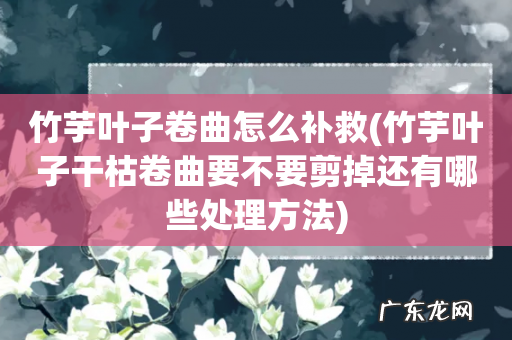 竹芋叶子干枯卷曲要不要剪掉还有哪些处理方法 竹芋叶子卷曲怎么补救