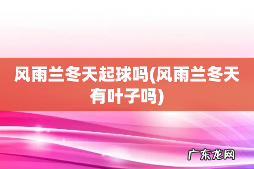 风雨兰冬天有叶子吗 风雨兰冬天起球吗