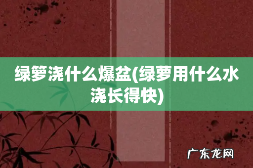 绿萝用什么水浇长得快 绿箩浇什么爆盆