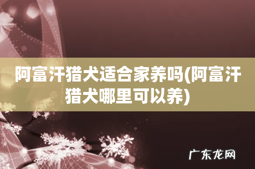 阿富汗猎犬哪里可以养 阿富汗猎犬适合家养吗