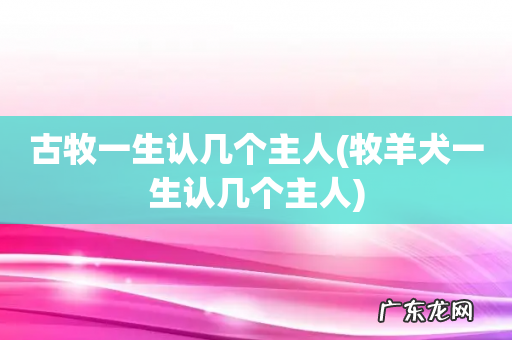 牧羊犬一生认几个主人 古牧一生认几个主人