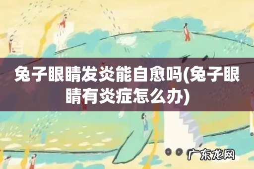 兔子眼睛有炎症怎么办 兔子眼睛发炎能自愈吗