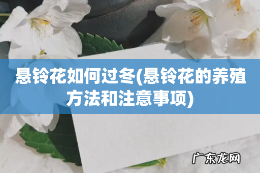 悬铃花的养殖方法和注意事项 悬铃花如何过冬