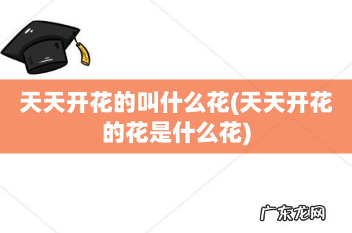 天天开花的花是什么花 天天开花的叫什么花