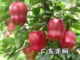 甘肃最有名的特产是什么 甘肃特产有哪些