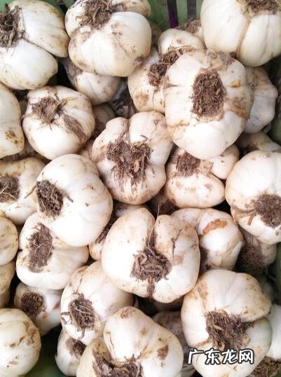 甘肃最有名的特产是什么 甘肃特产有哪些