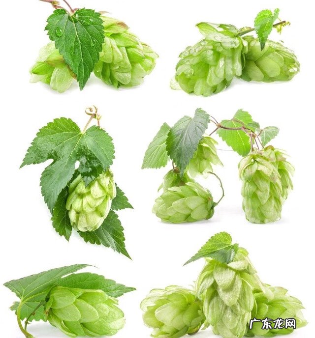 甘肃最有名的特产是什么 甘肃特产有哪些