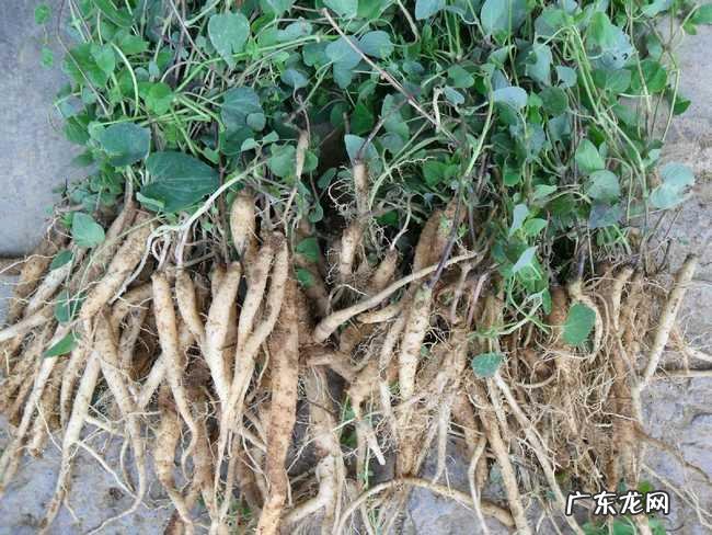 甘肃最有名的特产是什么 甘肃特产有哪些