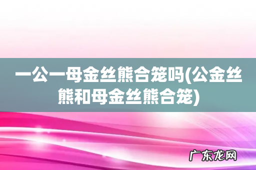公金丝熊和母金丝熊合笼 一公一母金丝熊合笼吗
