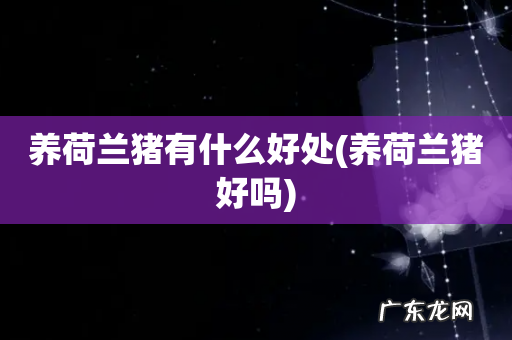 养荷兰猪好吗 养荷兰猪有什么好处