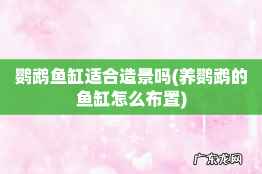 养鹦鹉的鱼缸怎么布置 鹦鹉鱼缸适合造景吗